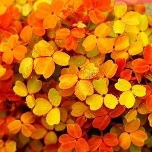【千行园艺】熔岩酢浆草四季酢浆草小红枫观叶室内阳台盆栽