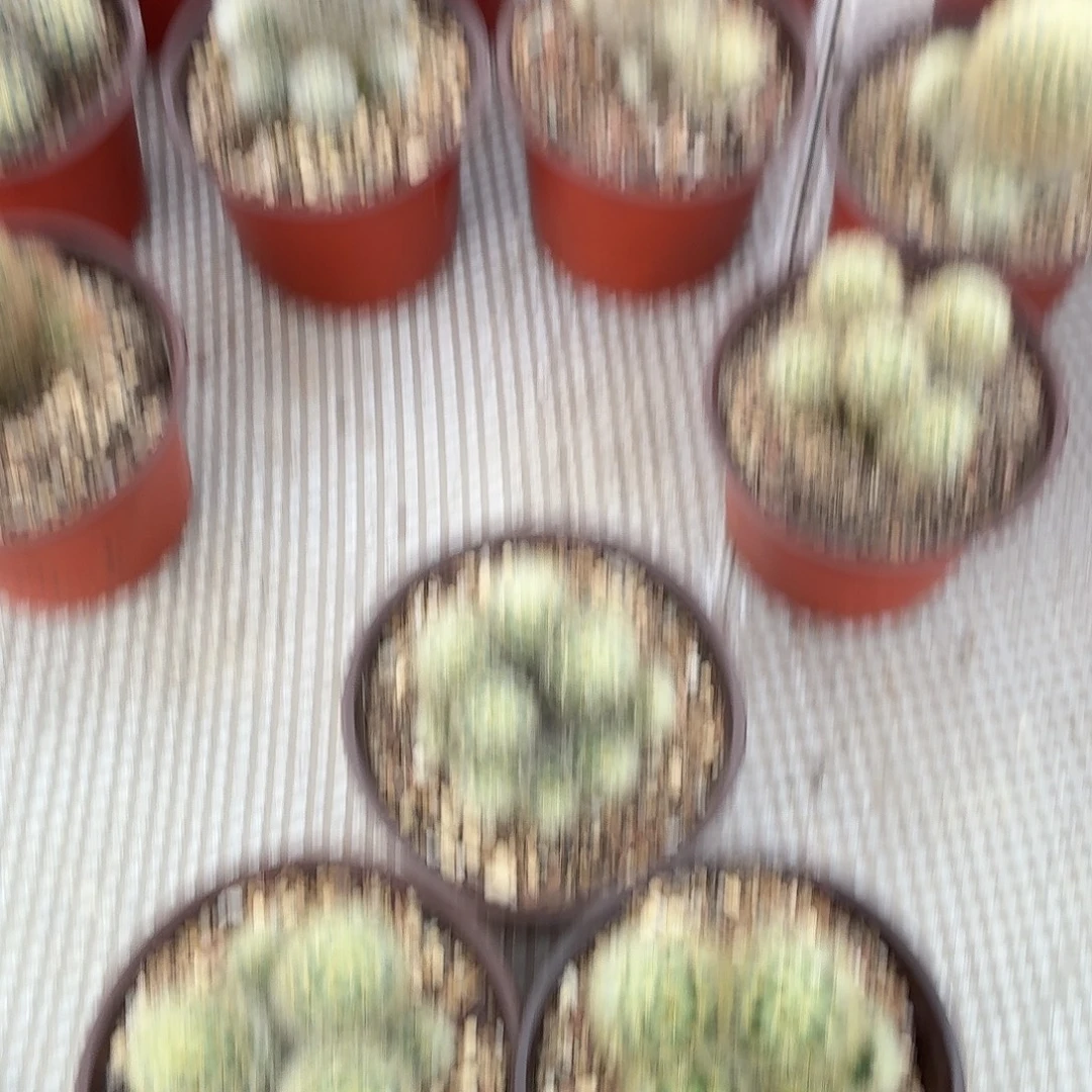 我***a无花朵多头嘉汶丸！！！！！！！