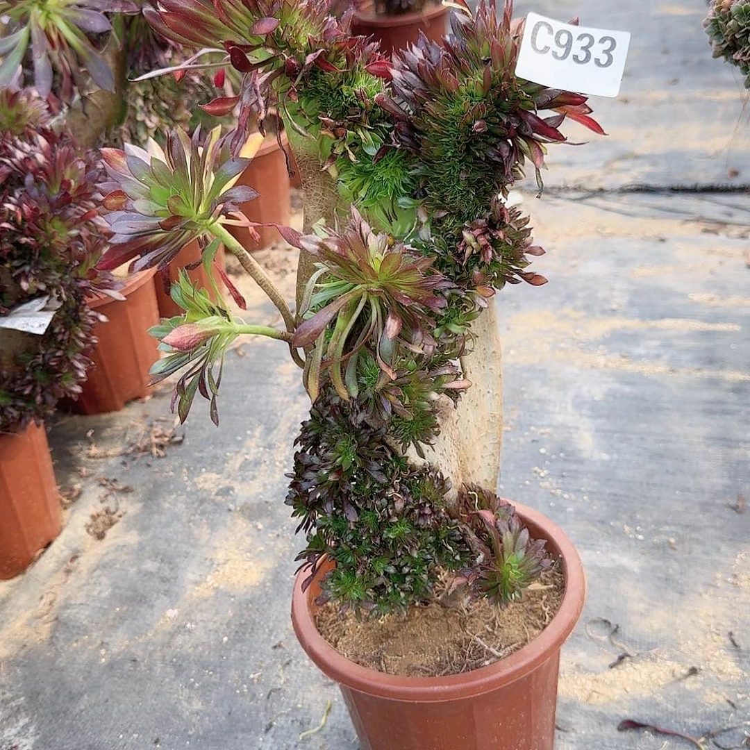 933黑法师一颗呀呀