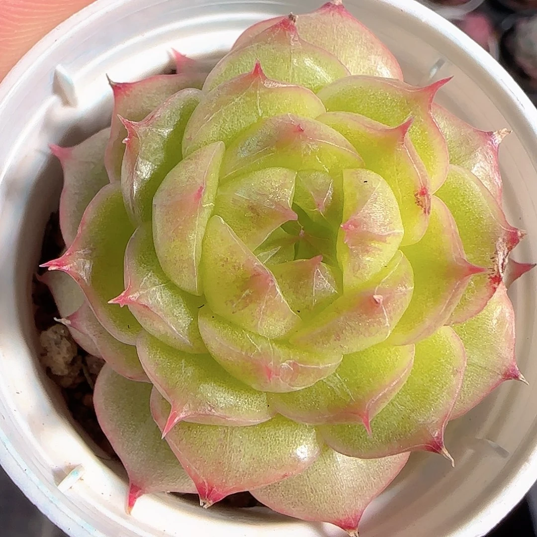 多肉1210-03海王海王