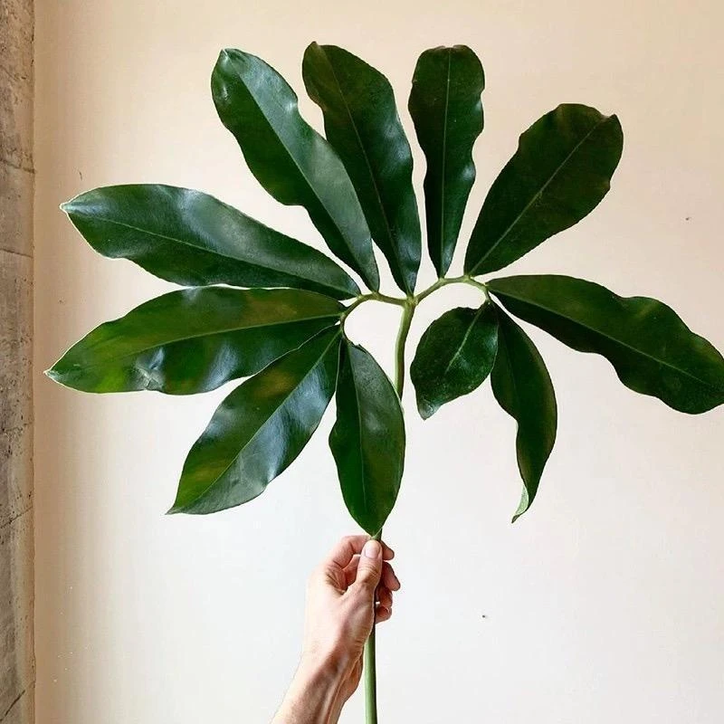 【乌市发货】印第安羽毛蔓绿绒鹅掌柴五子登科室内观叶网红绿植