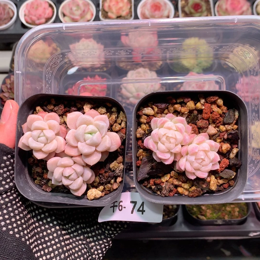 千6-74 拼盘2颗含盆含土