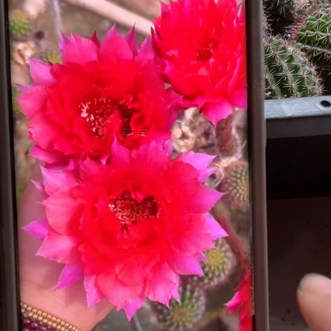 下82彩草黛玉无根歪侧芽4公分左右20包邮