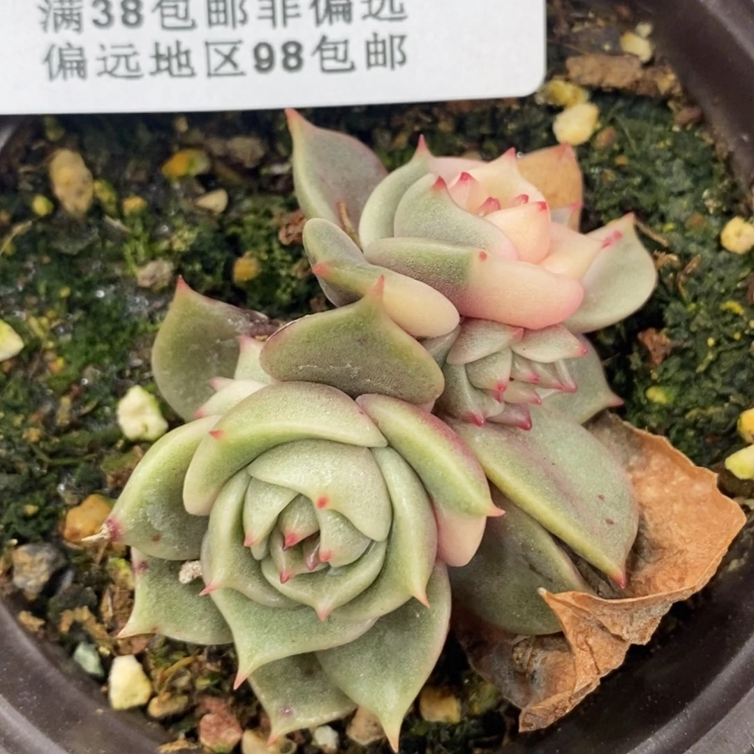 604贝加尔湖锦叶插群生