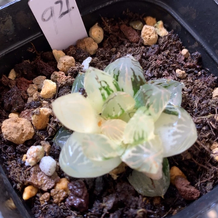 霓虹灯玉露锦带盆土发货