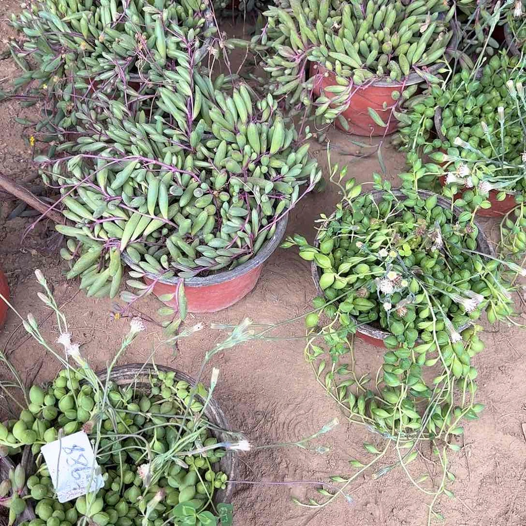 花***村补差价发三盆各一盆