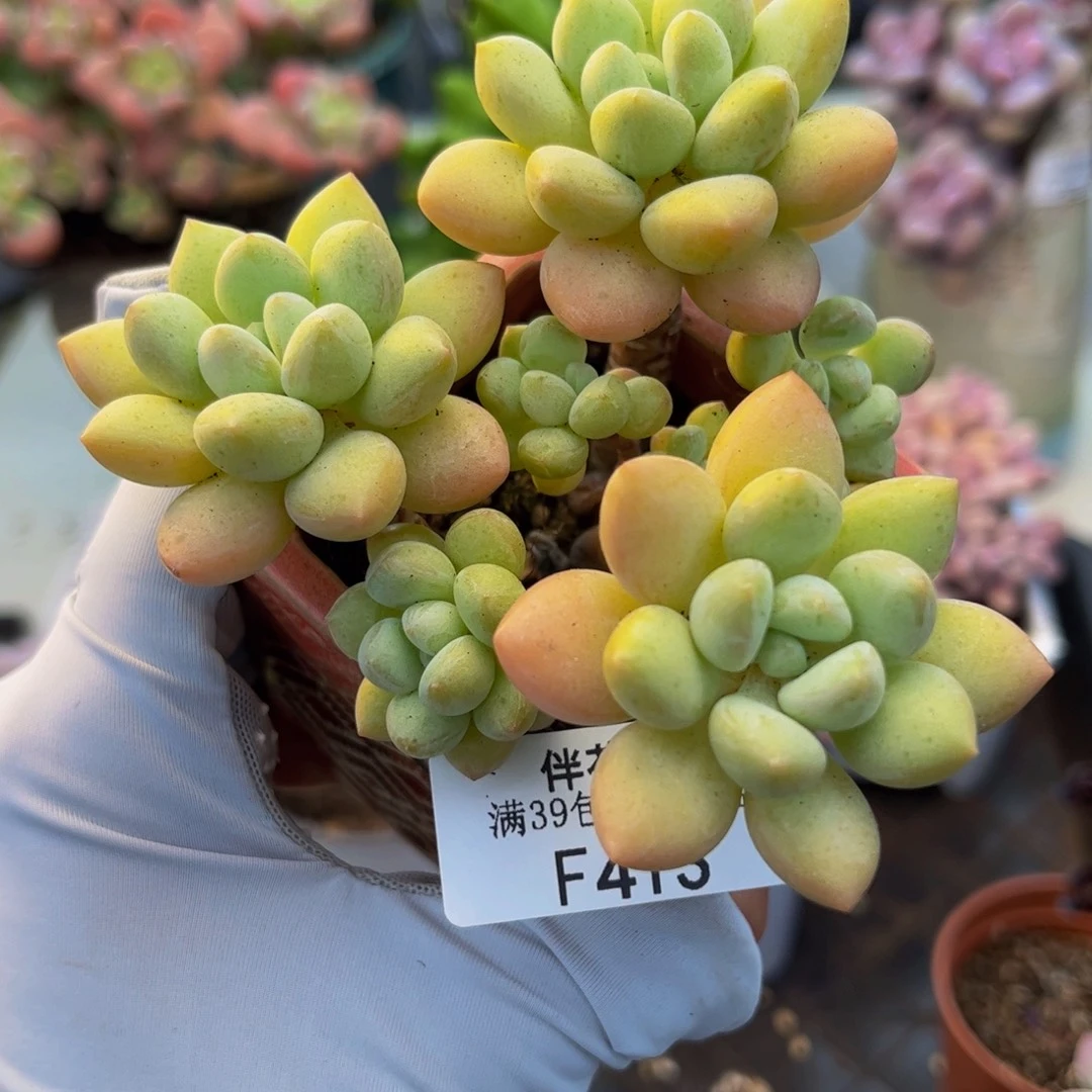 413-泡泡糖多肉6cm