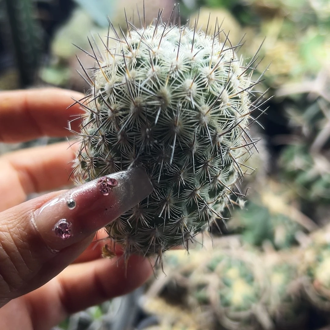 藤荣丸仙人球666666