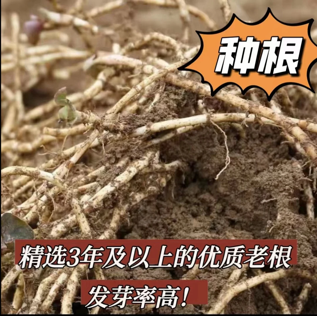 贵州老品种折耳根种根种植鱼腥草精选老根盆栽泡水泡茶煮汤存活高