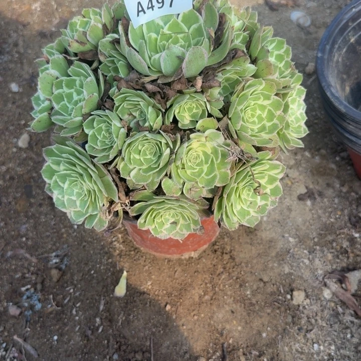 497水蜜桃。多肉植物