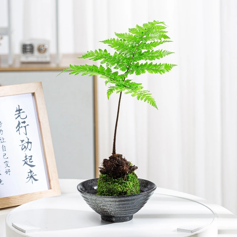 【店铺浮力】直播间一物一拍 金丝虹鳞蕨（不含盆）