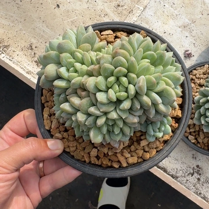 百达翡翠 群生  一物一拍