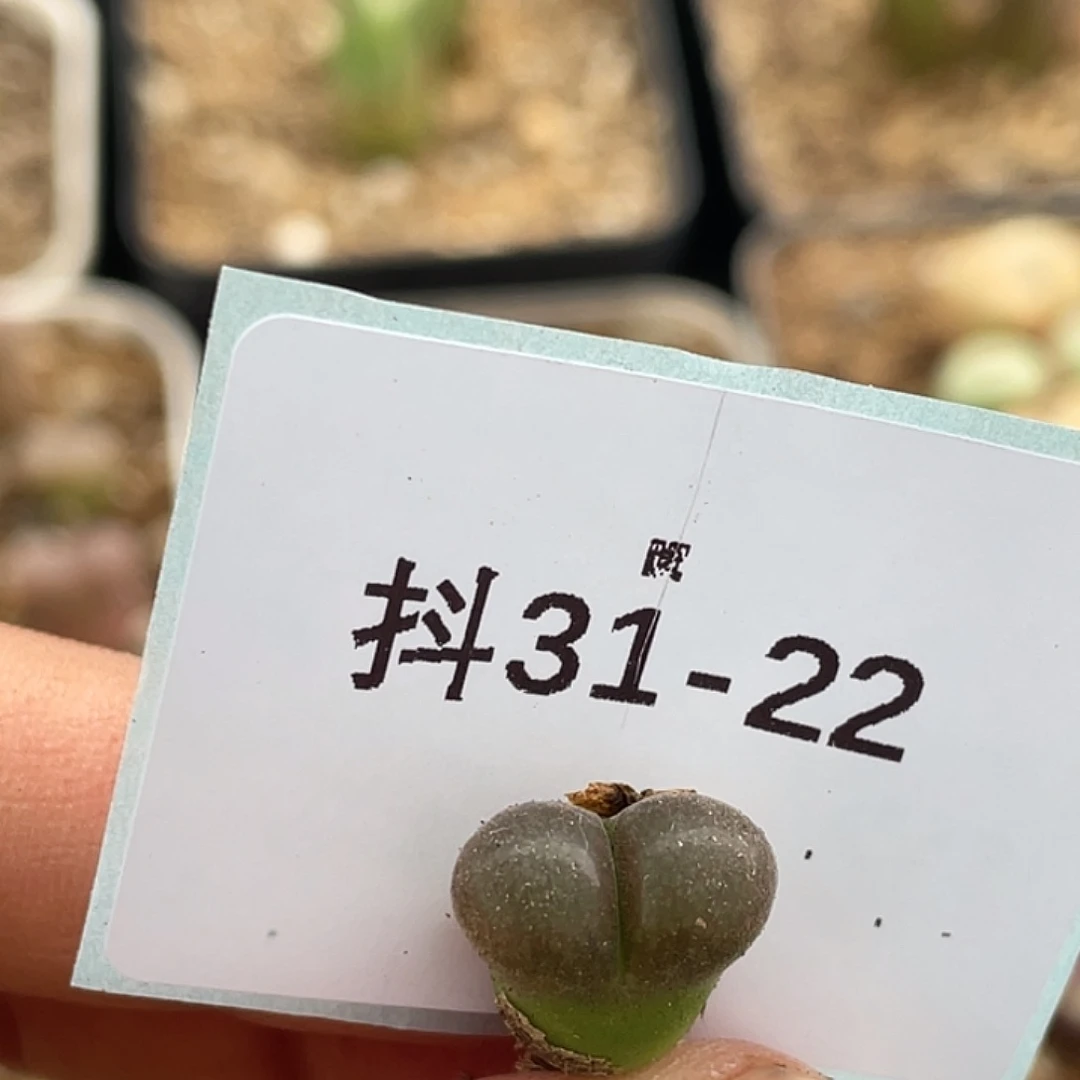 水*冻31-22肉锥多肉植物