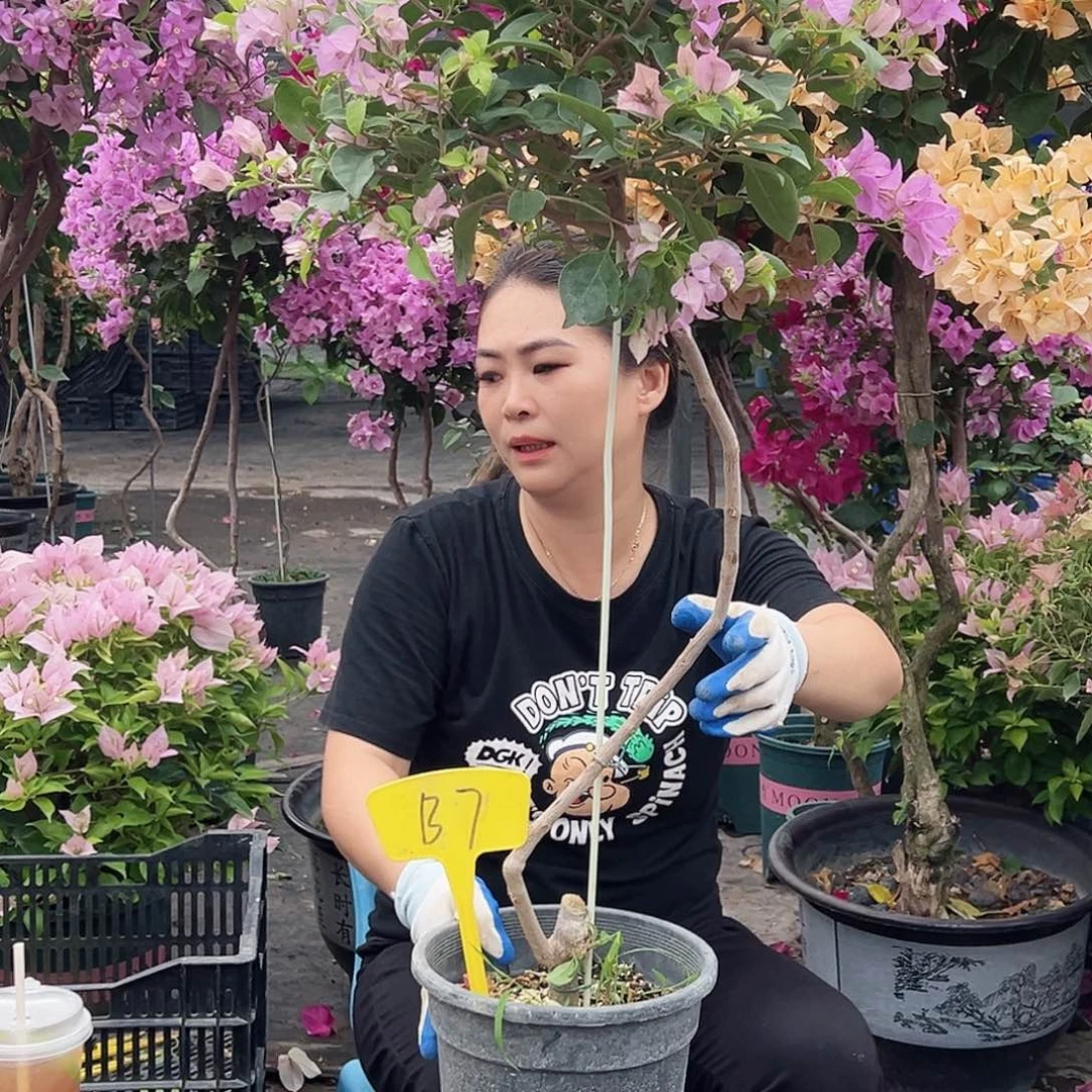 卿****大部分花苞少量开放B7巴西紫