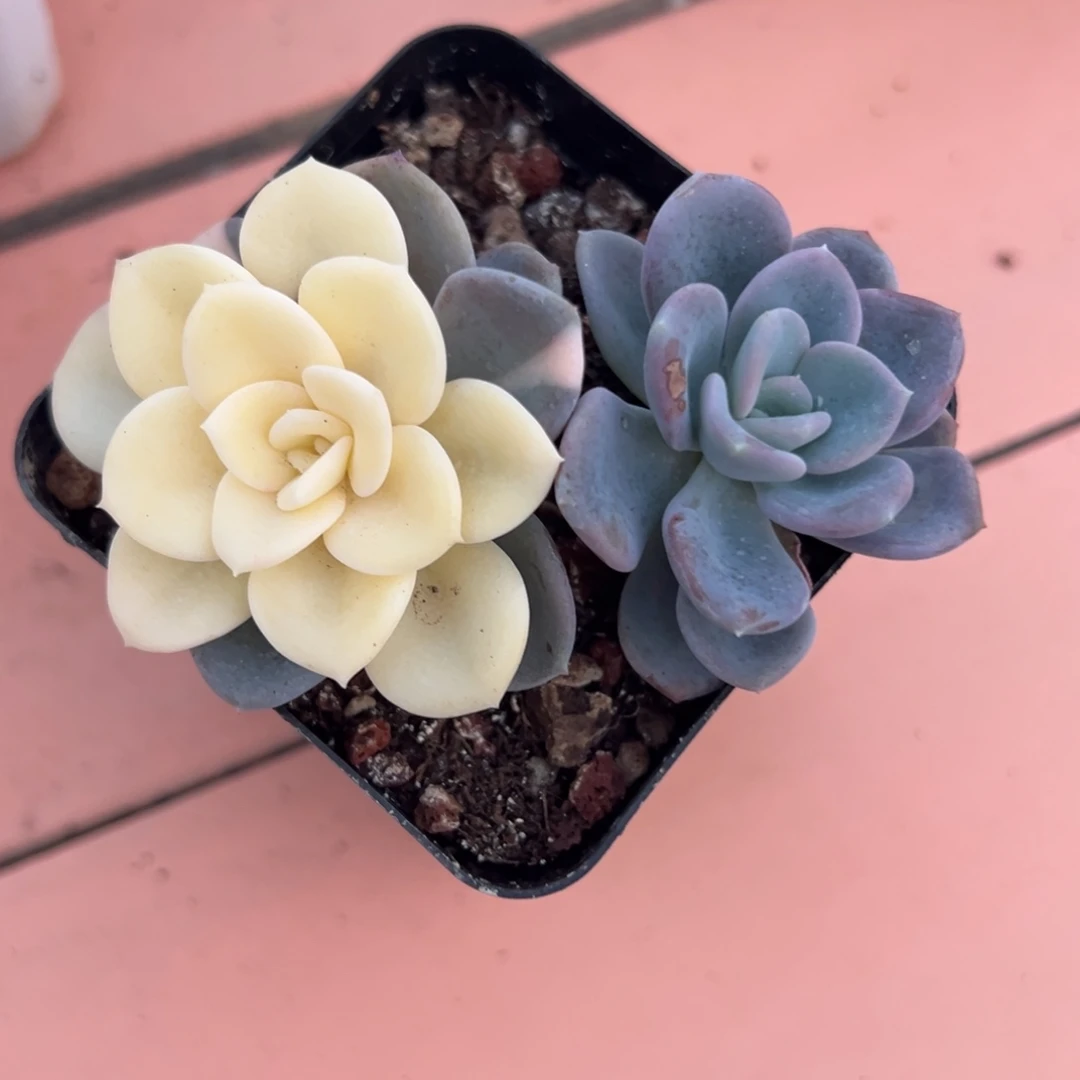 美尻锦，小群生多肉