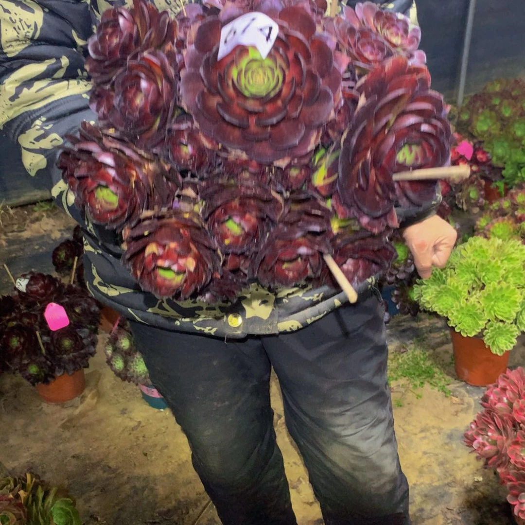 法师多肉植物674