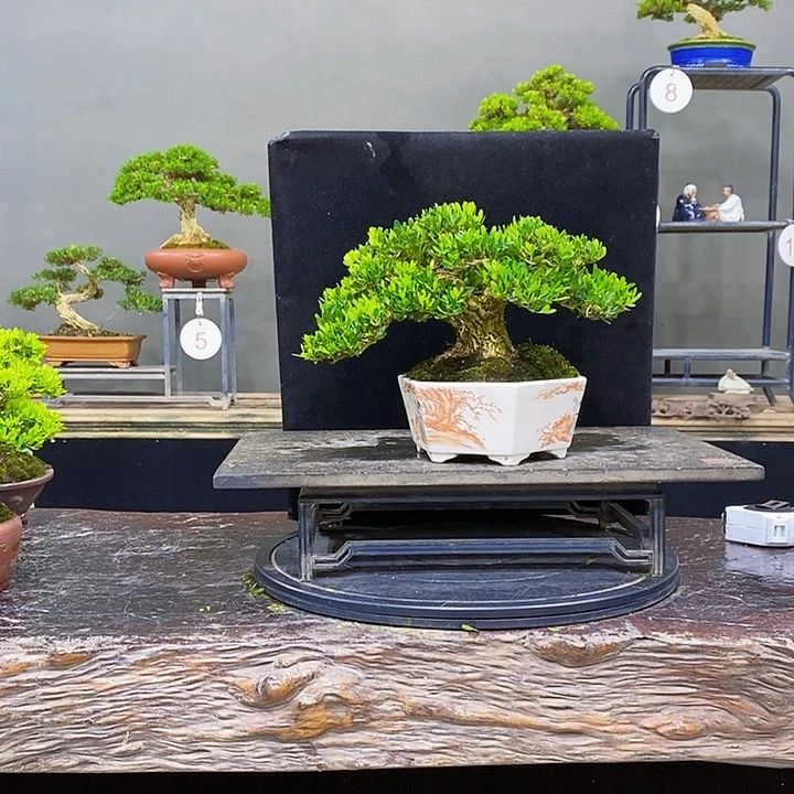 无花朵黄杨盆景四季常青