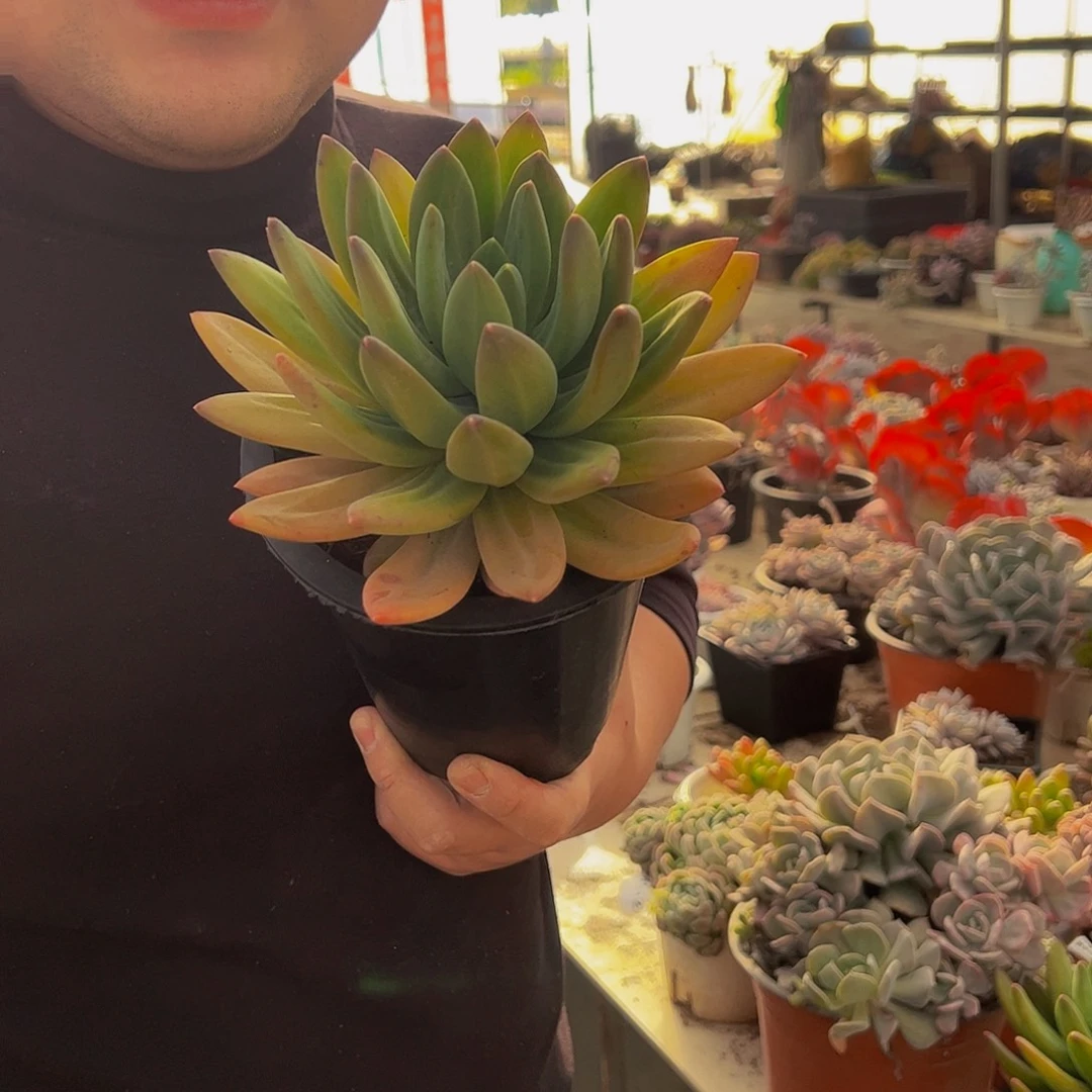 海洋之歌大单头多肉植物