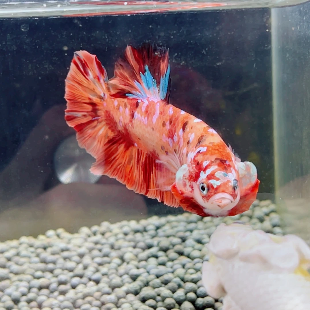 斗鱼17号精品巨型巨斗将军