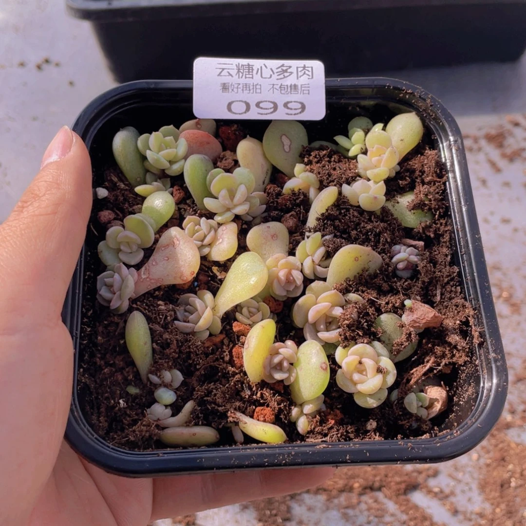 云糖心多肉植物99