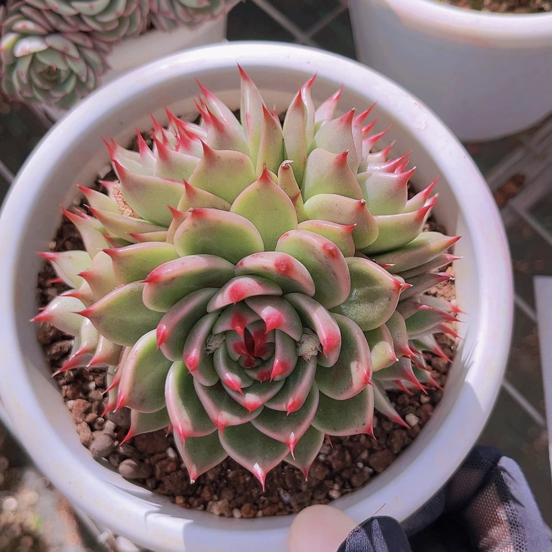 托斯卡11.5公分9998899