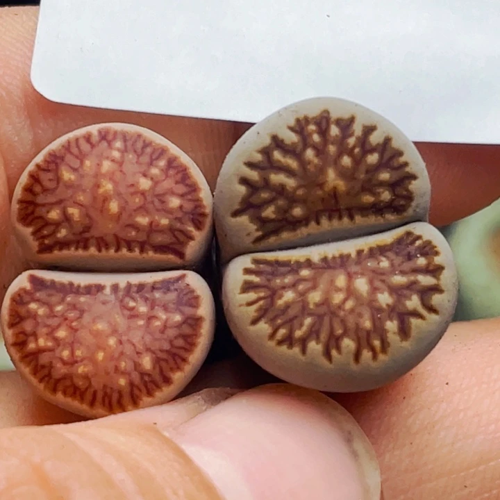 965红线菊两颗llllllllll