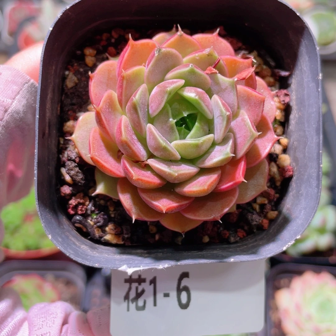 花利美1-6玫瑰夫人