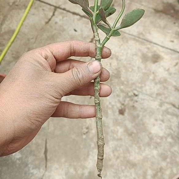 泽俊凤尾长寿花无根老桩枝条 扦插培育小苗好养易活