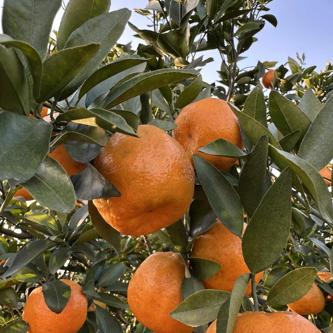 四川巴中农家自种老品种椪柑汁水充足新鲜现摘现发