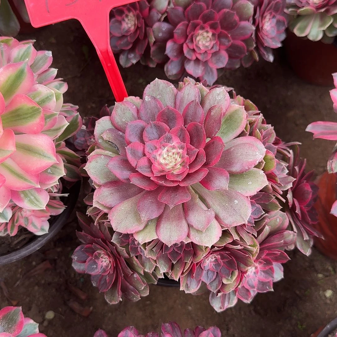 4590倾城之恋多肉植物