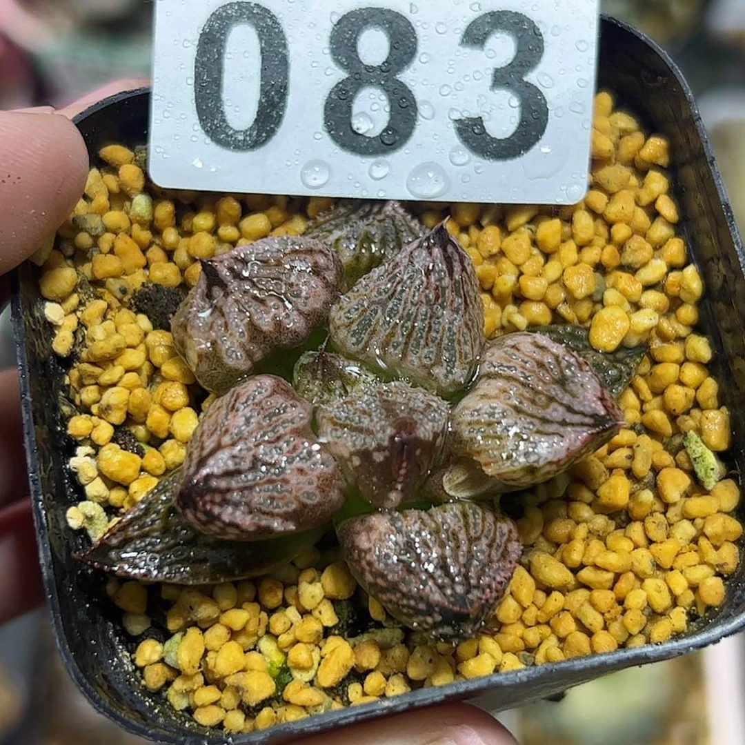 皇妃变异十二卷多肉植物满