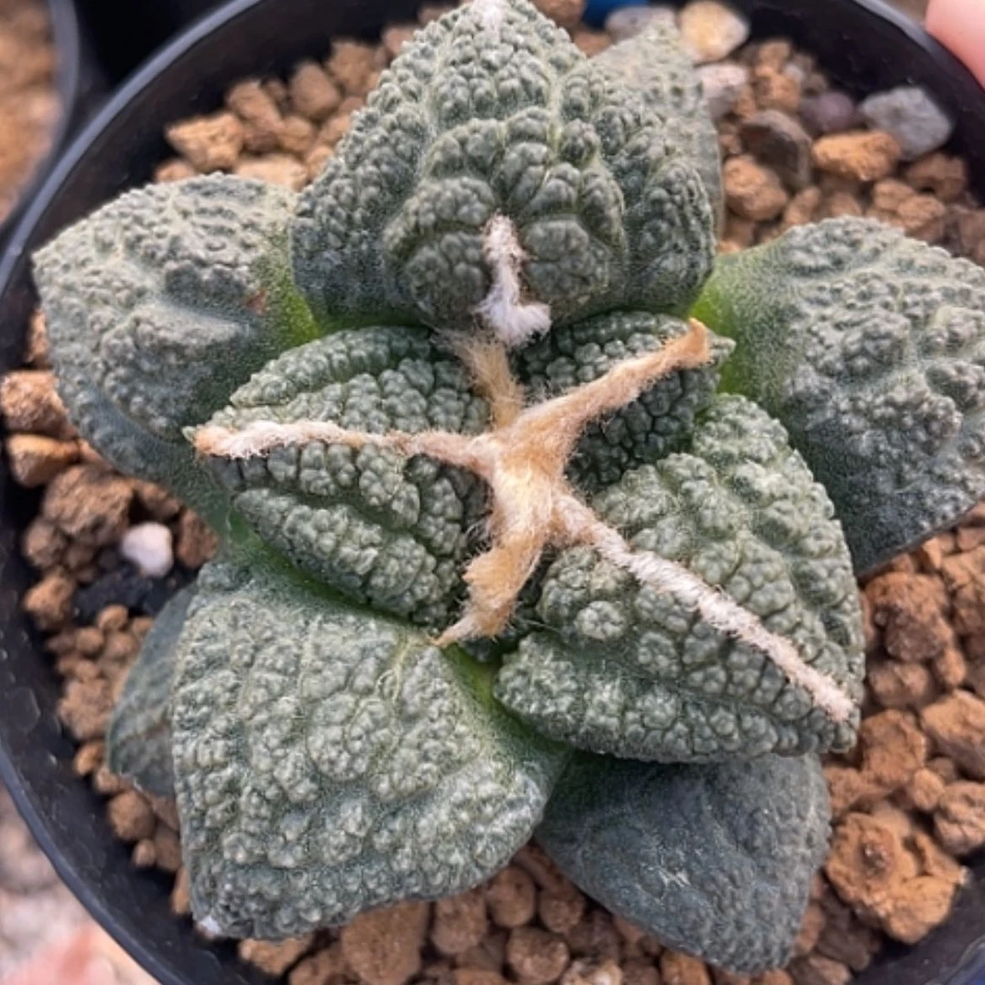 【闪购商品】实生龟甲