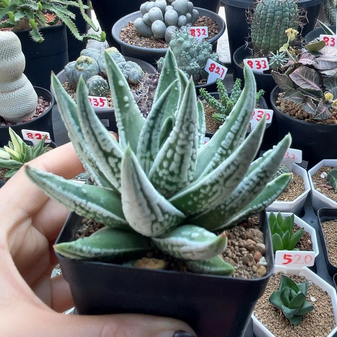 实生大白尤皇帝仙人球多肉