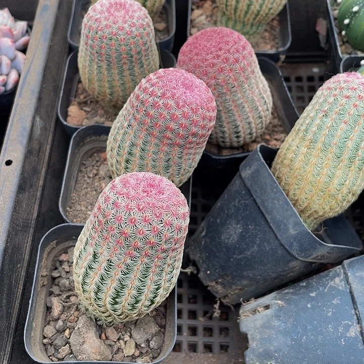 红太阳带盆土发货