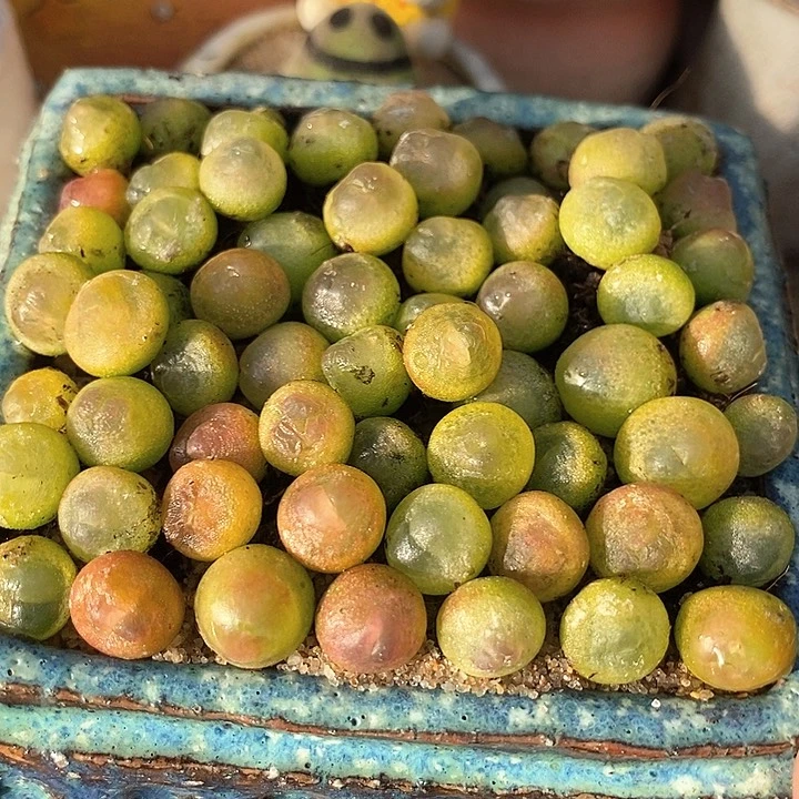 紫皮拉登一颗    0.8-1厘米