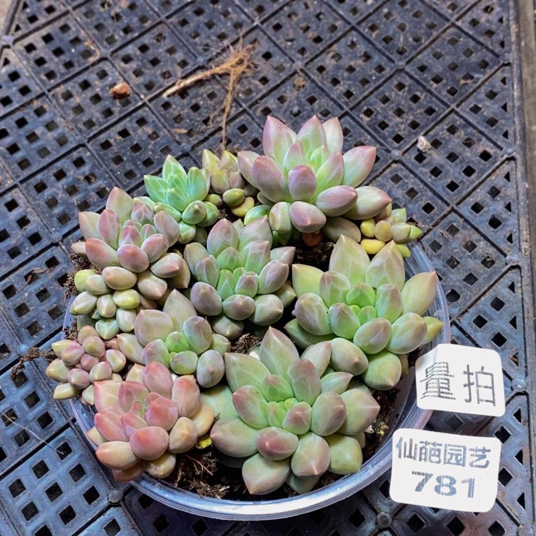 781的我是一个人的量拍10颗