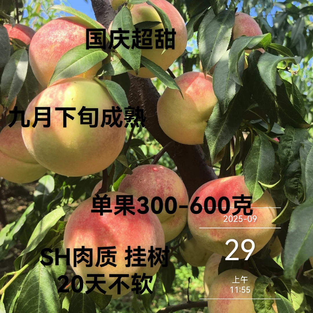 国庆超甜 九月下旬成熟