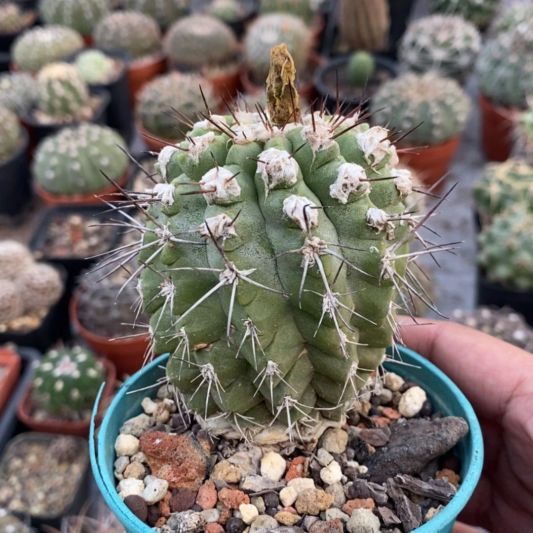 植播园艺欧系暴龙丸