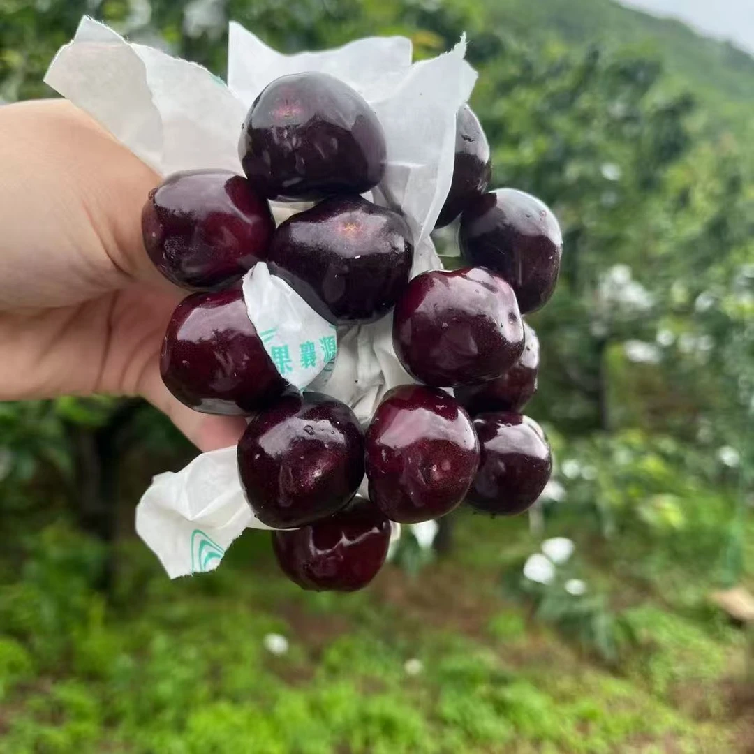 【全疆包邮】L车厘子苗7年老桩新疆包邮