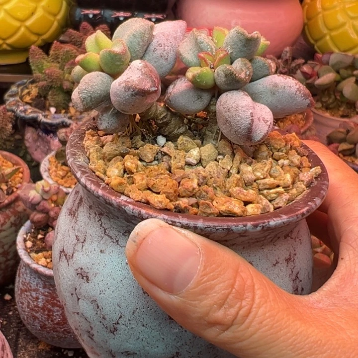 一物一拍，带盆发货