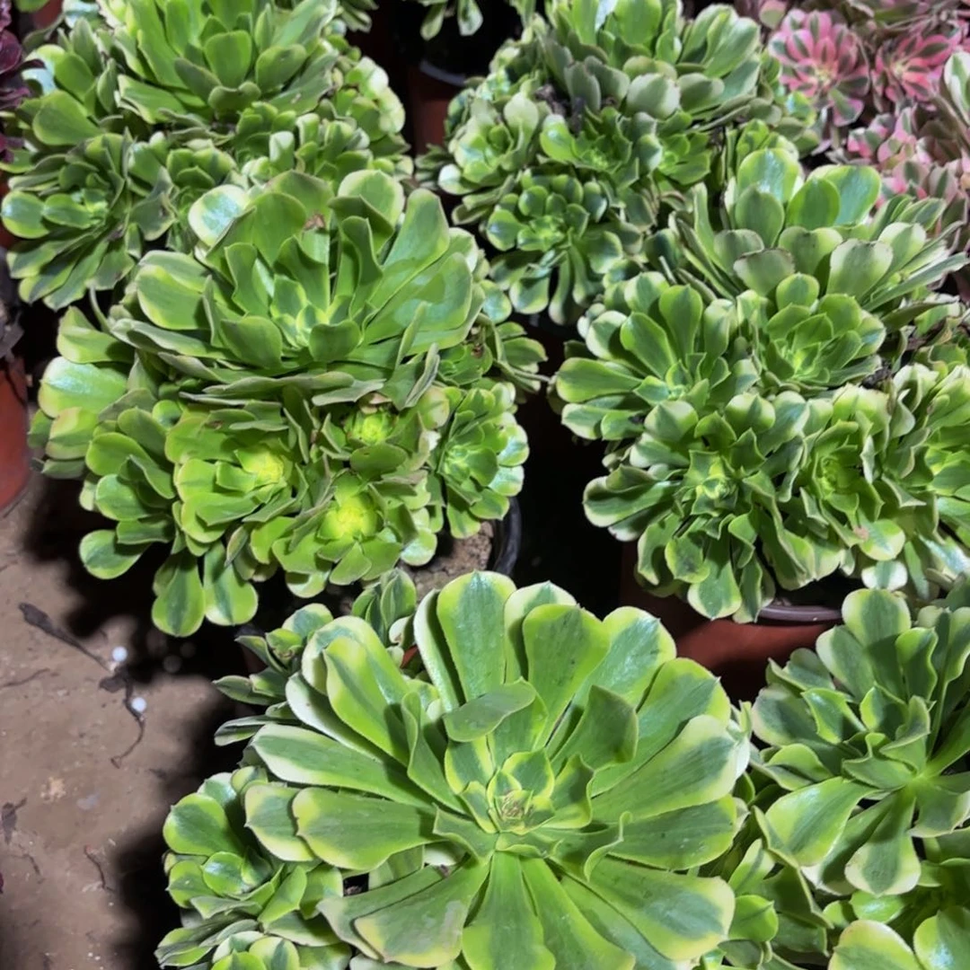 绿豆沙9.9法师多肉木质