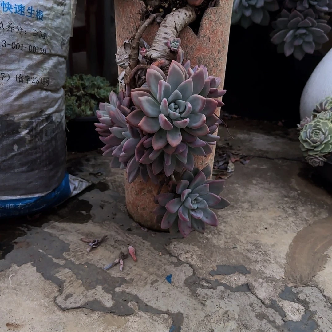 东***亦多肉植物奥普林娜