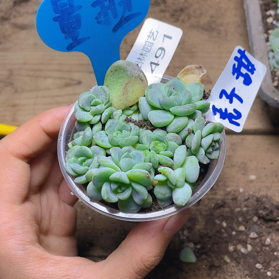 量拍多肉植物多肉植物491