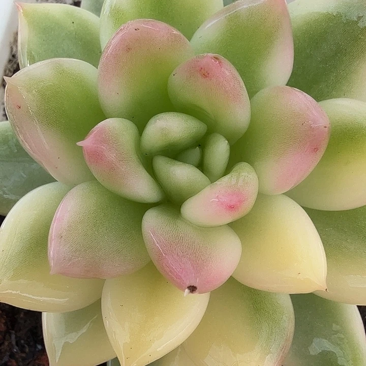 美人锦花脸锦多肉锦