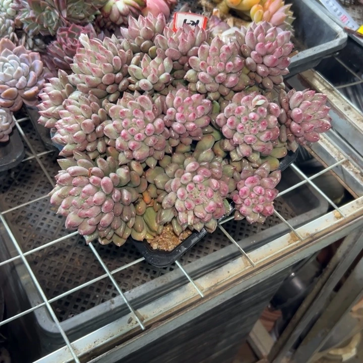 薇***)精品多肉植物老桩