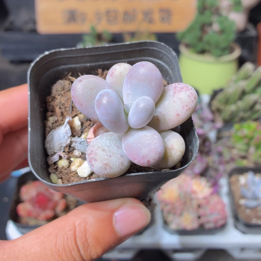 奶酪多肉9.9包邮发货