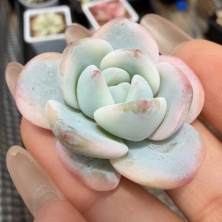 橙梦露锦腹轮锦一颗