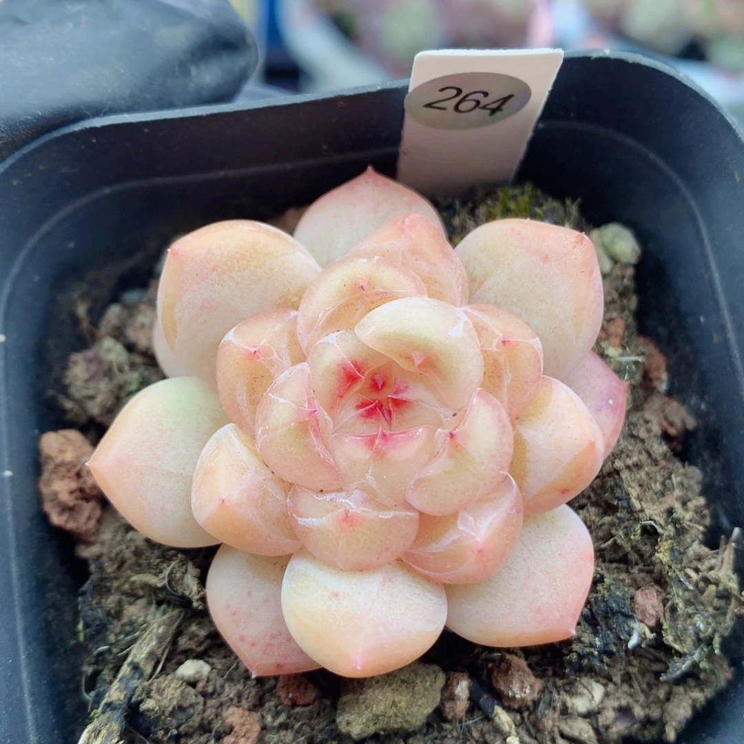 糖心58包邮  群生不包整264