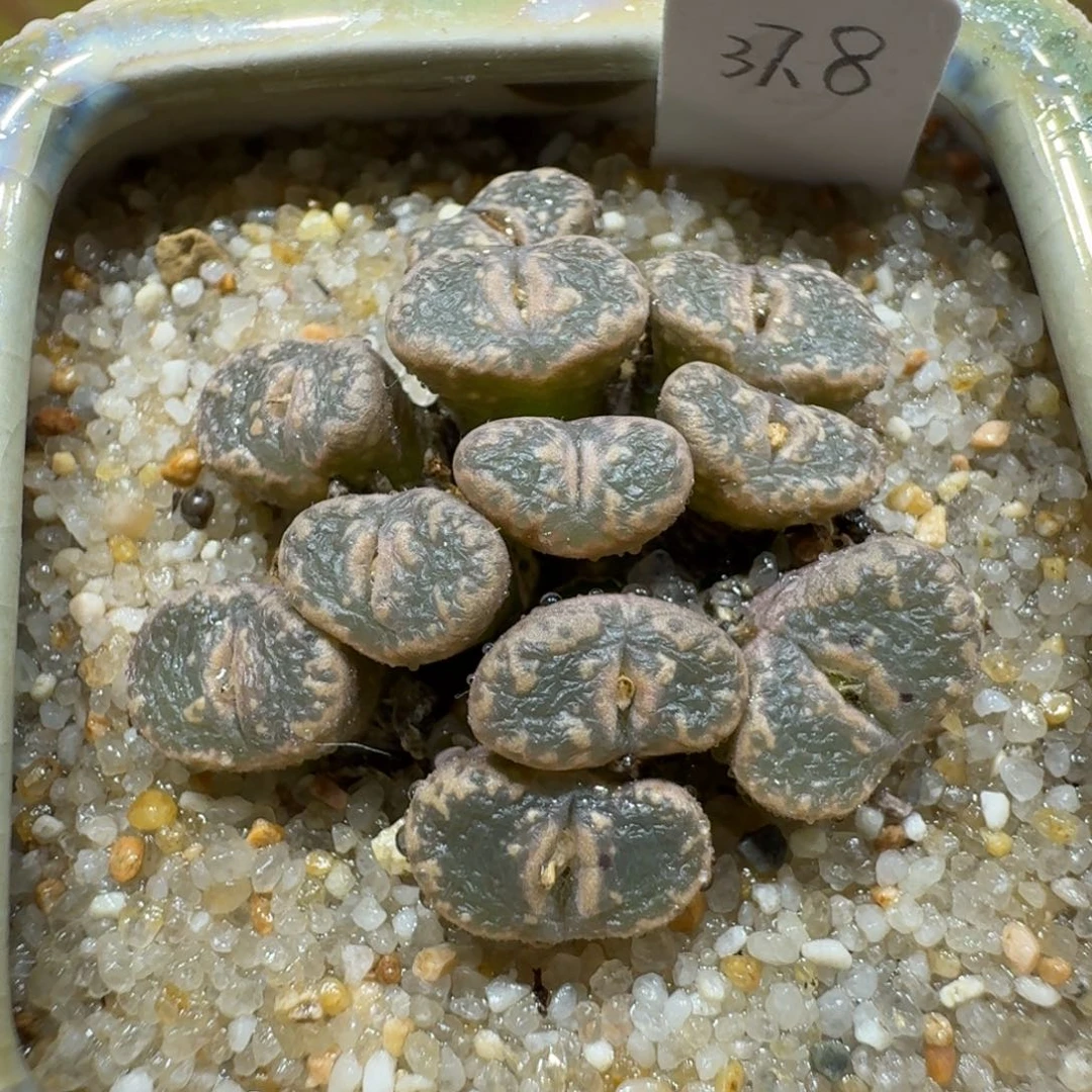 蘑菇1204勋章群多肉植物