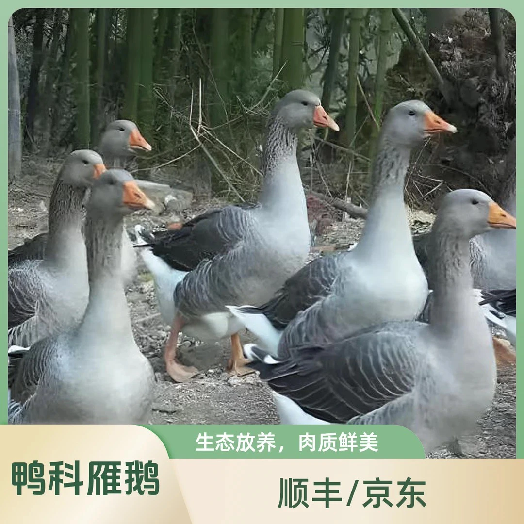 【3顺丰】买1送1大雁鹅2只毛重12斤带翅膀带腿除舌头珍宰杀后8-9斤